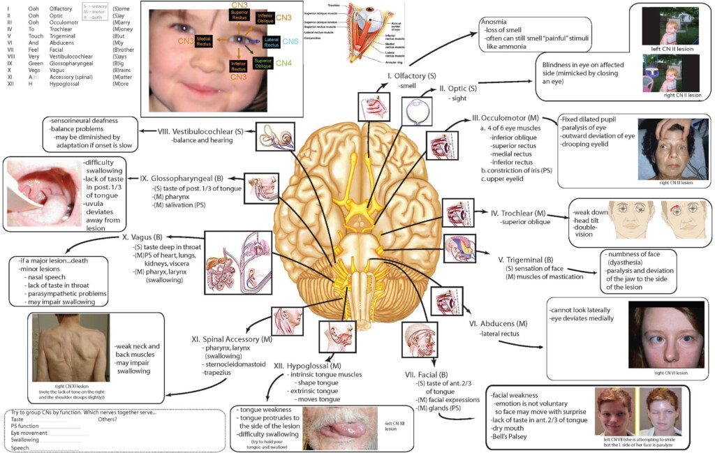 Cranial nervese jpg jpg 3 298 2 090 P xeles Cranial Nerves Cranial 