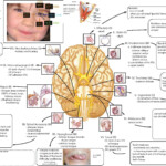 Cranial nervese jpg jpg 3 298 2 090 P xeles Cranial Nerves Cranial