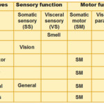 Peripheral Nervous System Cranial Nerves