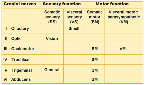 Peripheral Nervous System Cranial Nerves