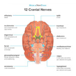 What Are The 12 Cranial Nerves Functions And Diagram