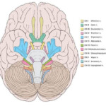 Know Your Cranial Nerve Roots Cranial Nerves Facial Nerve Brain