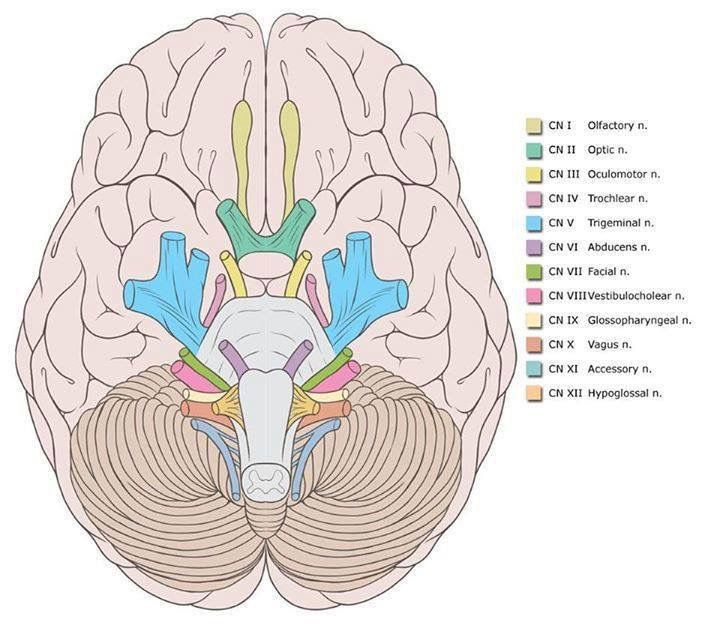 Know Your Cranial Nerve Roots Cranial Nerves Facial Nerve Brain 