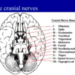 PPT The Cranial Nerves PowerPoint Presentation Free Download ID