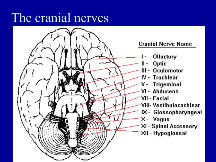 PPT The Cranial Nerves PowerPoint Presentation Free Download ID 