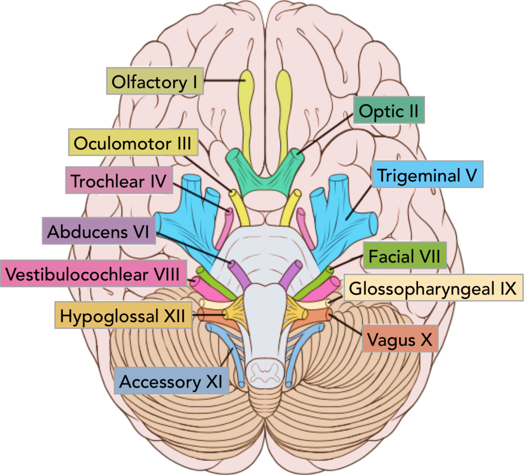 Summary Of The Cranial Nerves TeachMeAnatomy