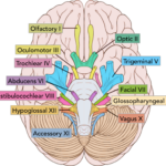 Summary Of The Cranial Nerves TeachMeAnatomy